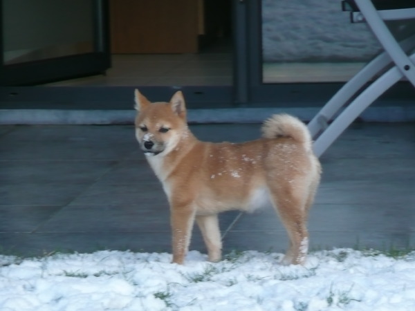 Shiba Inu