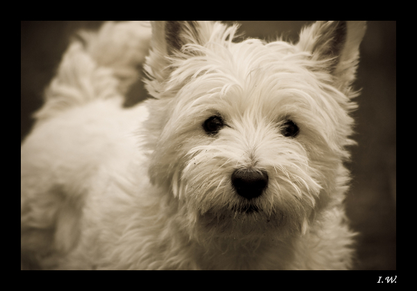 West Highland White Terrier