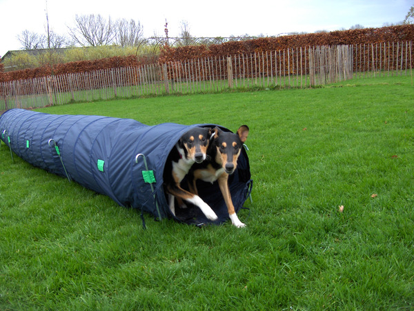 Schotse Herdershond, Korthaar