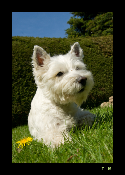 West Highland White Terrier