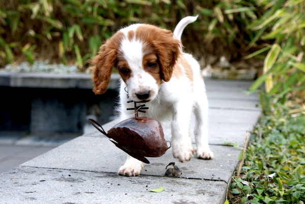 Welsh Springer Spaniel