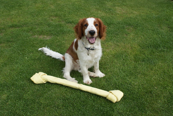 Welsh Springer Spaniel