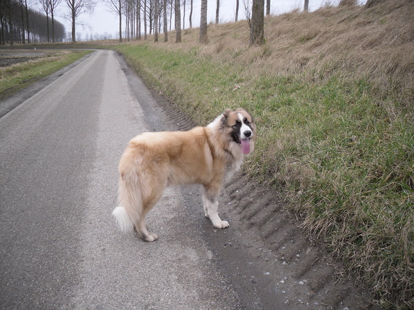 Kaukasische Owcharka