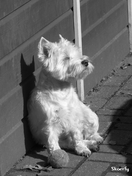 West Highland White Terrier