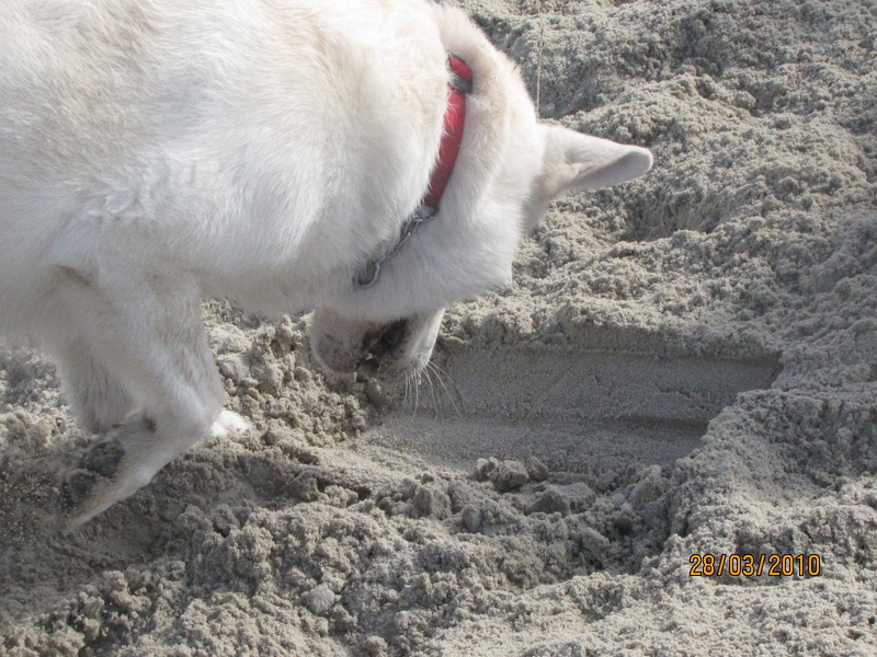 Toch Duits bloed ???