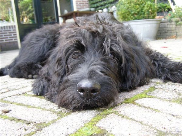 Labradoodle