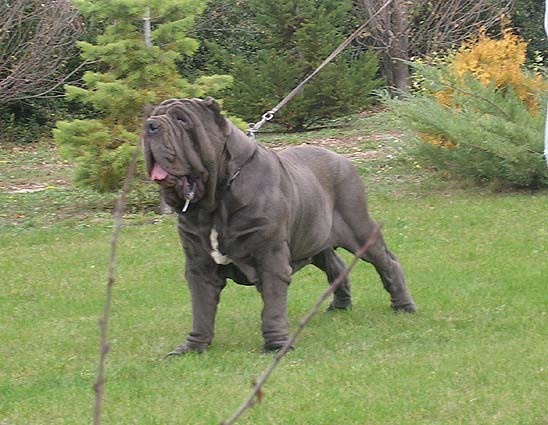 Mastino Napoletano