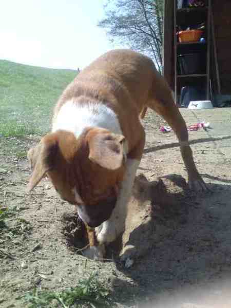 gekke diablo zoekt verloren schat!