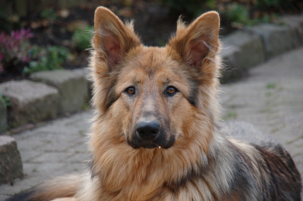 Oud Duitse Herdershond