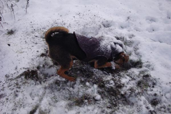 Lekker in de sneeuw!