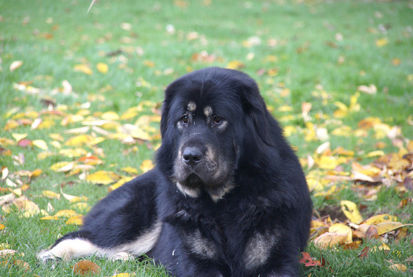 Tibetaanse Mastiff