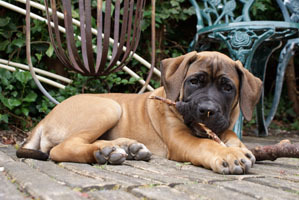 Boerboel