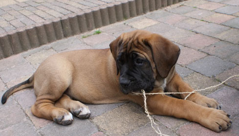 Boerboel