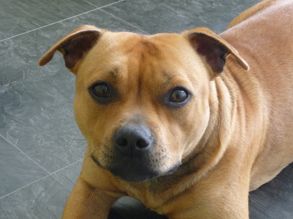 Staffordshire Bull Terrier