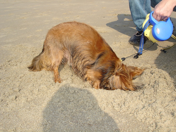 neel de strandjutter