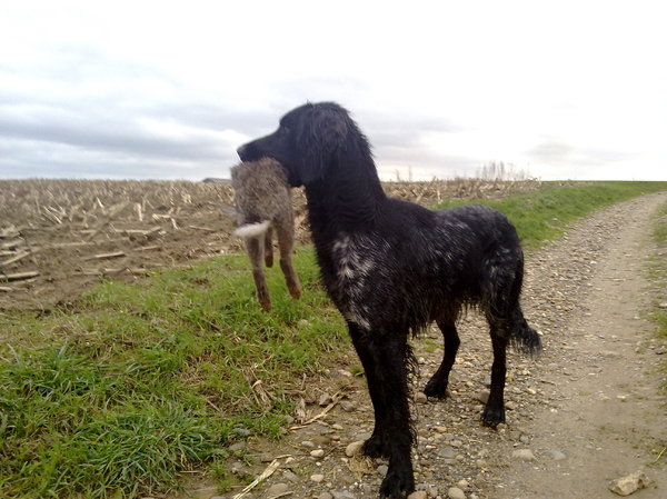 Münsterlander, Grote