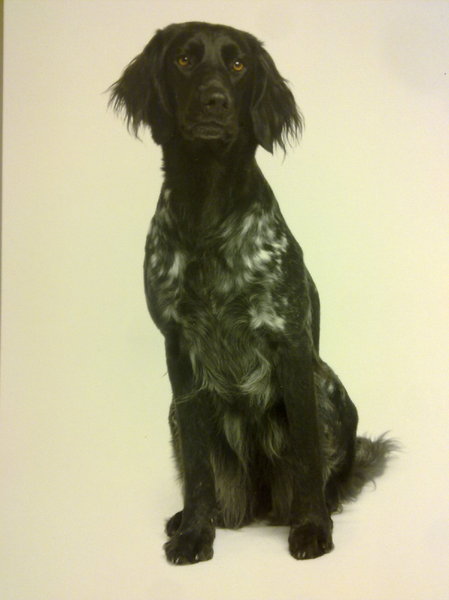 Münsterlander, Grote