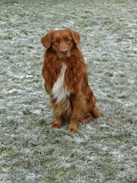 Nova Scotia Duck Tolling Retriever