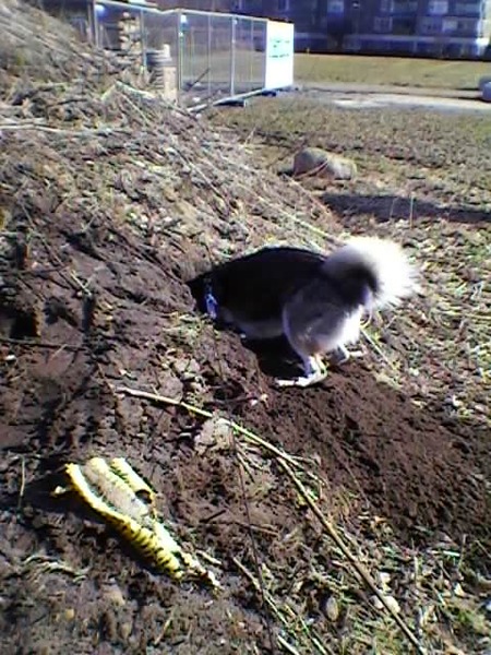 chira aan het graven