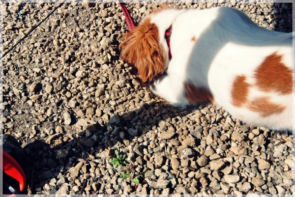 Putje graven in de tuin