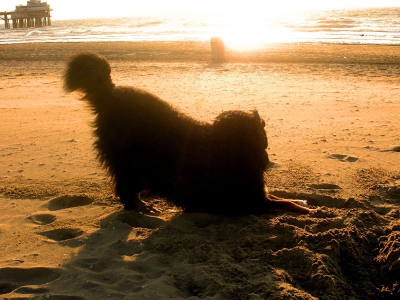 Mac Ghandor op Scheveningen