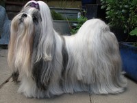 Shih Tzu