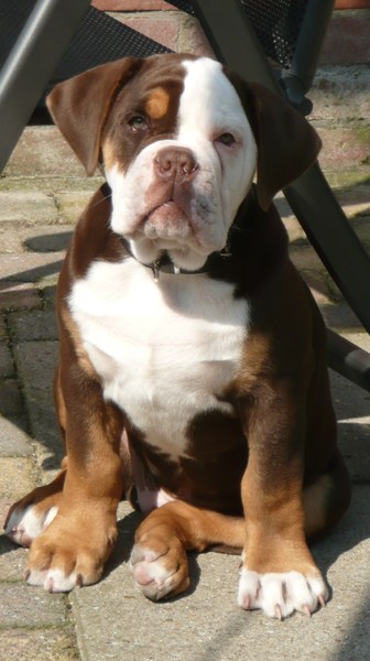 Old English Bulldog