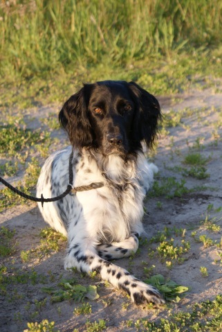 Münsterlander, Grote