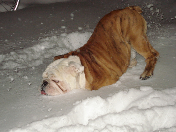Tyson onze Engels Bulldog 2 jaar oud