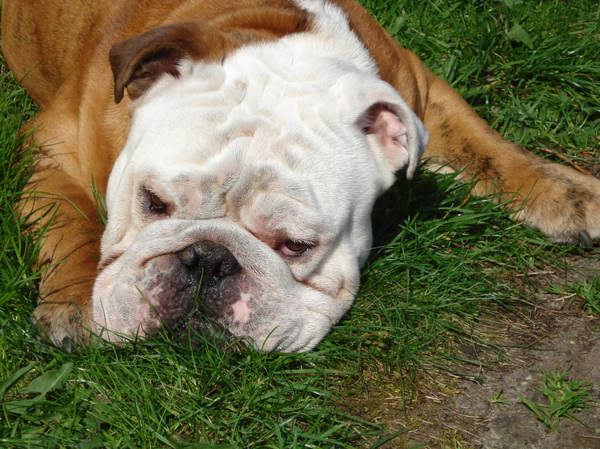 Engelse Bulldog