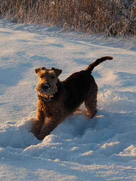 Welsh Terrier