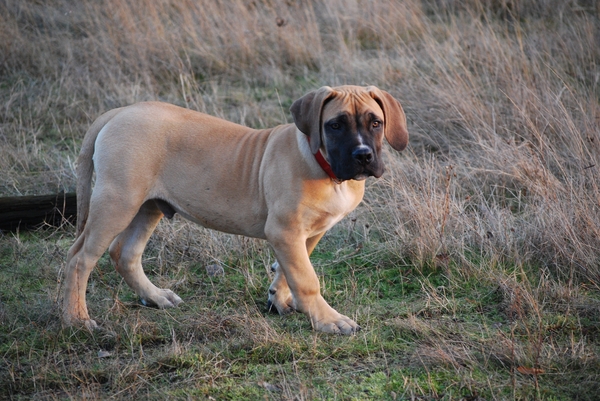 Boerboel