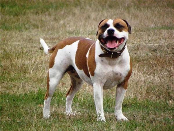 Honden foto: Staffordshire Bull Terrier