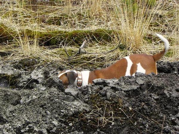 /En toch zag ik iets bewegen.