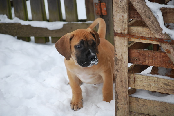 Boerboel