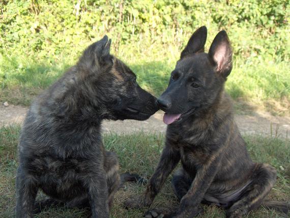 Hollandse Herdershond