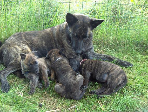 Hollandse Herdershond