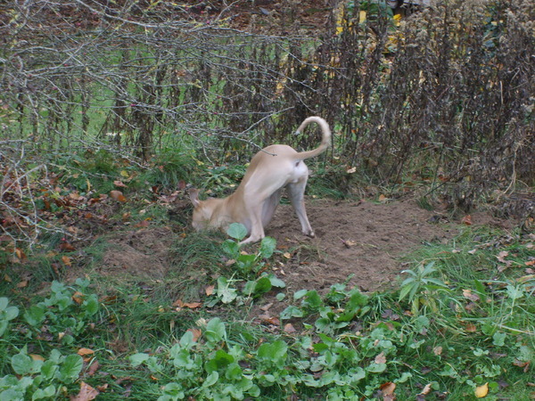 Pien zoekt de weg naar China