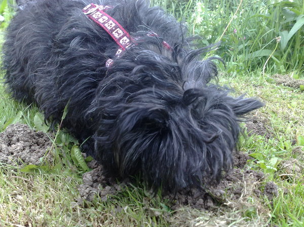 Chelsea aan het graven.