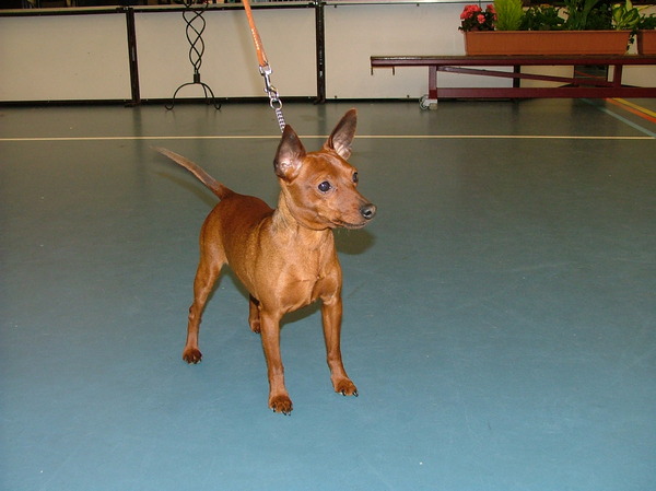 Dwergpinscher