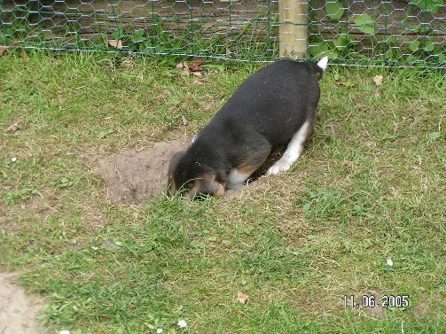 Pup Tibo wil naar China