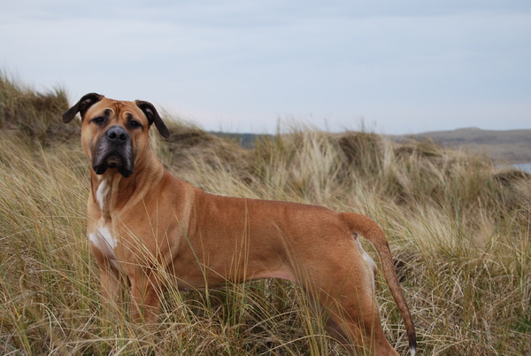 Boerboel