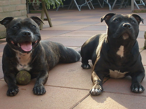 Staffordshire Bull Terrier