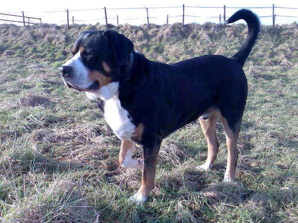 Grote Zwitserse Sennenhond