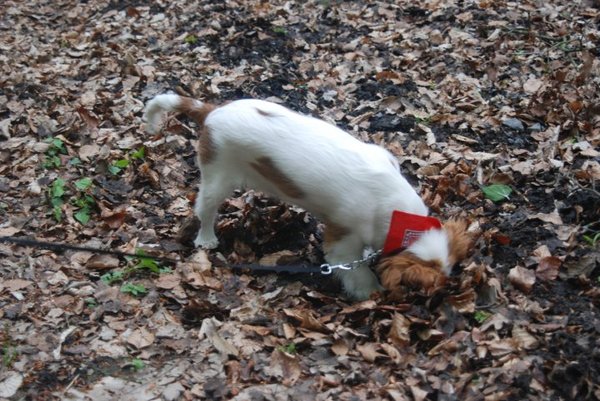 Hou van putten graven!