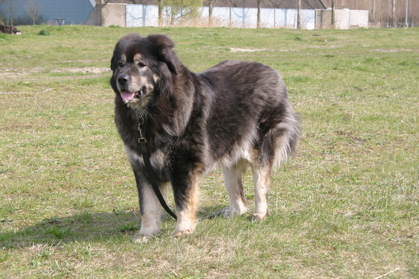 Tibetaanse Mastiff