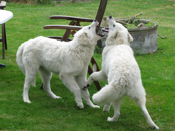 Kuvasz