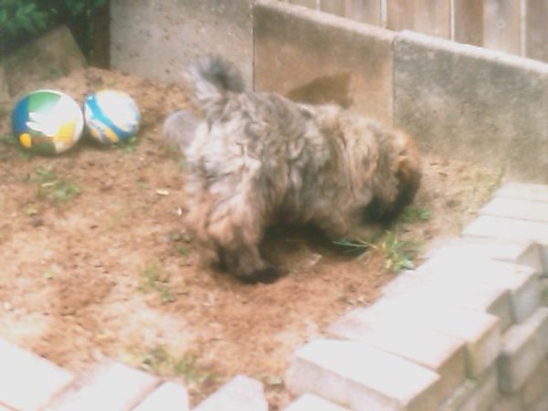 Indy,s favoriete bezigheid als pup