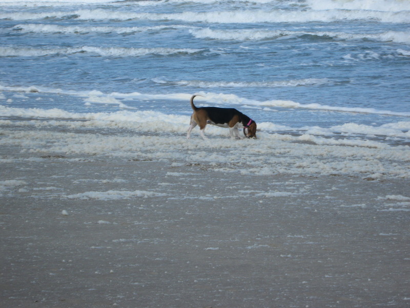 Basset Artesien Normand