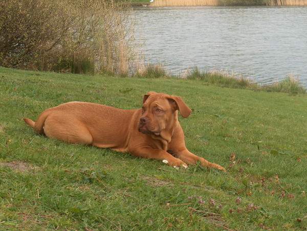 Bordeauxdog